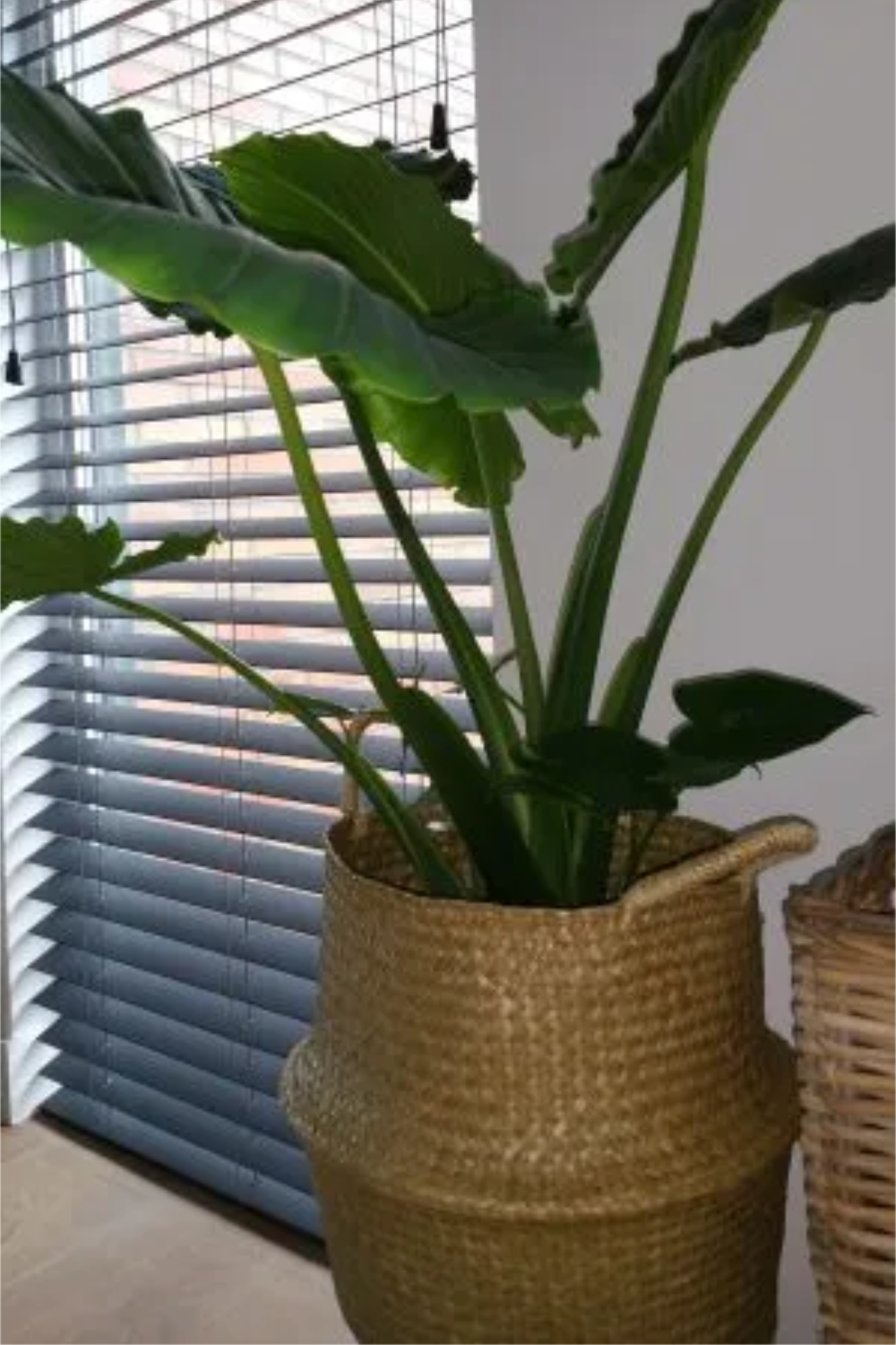 Plant voor raam